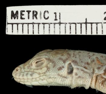 Media type: image;   Herpetology R-22189 Aspect: head lateral